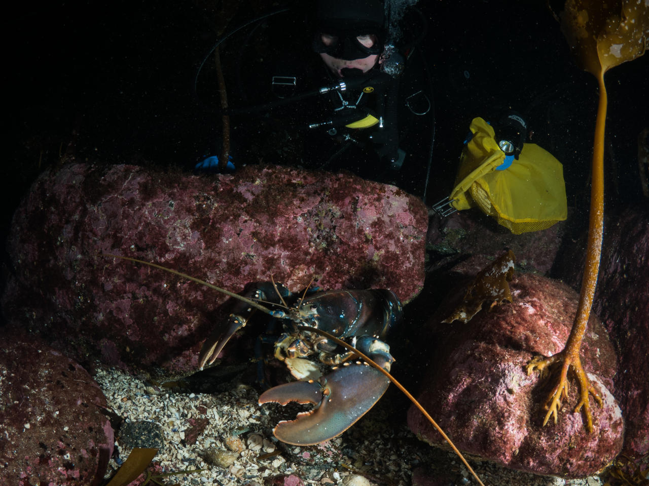 Diver having a look at a large European Lobster