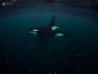 Male orca swimming past