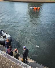 Blueye ROV diving by the dockside at SeaSEC