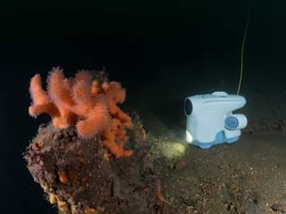 Blueye Pioneer studerer en koloni dødmannshånd-koraller