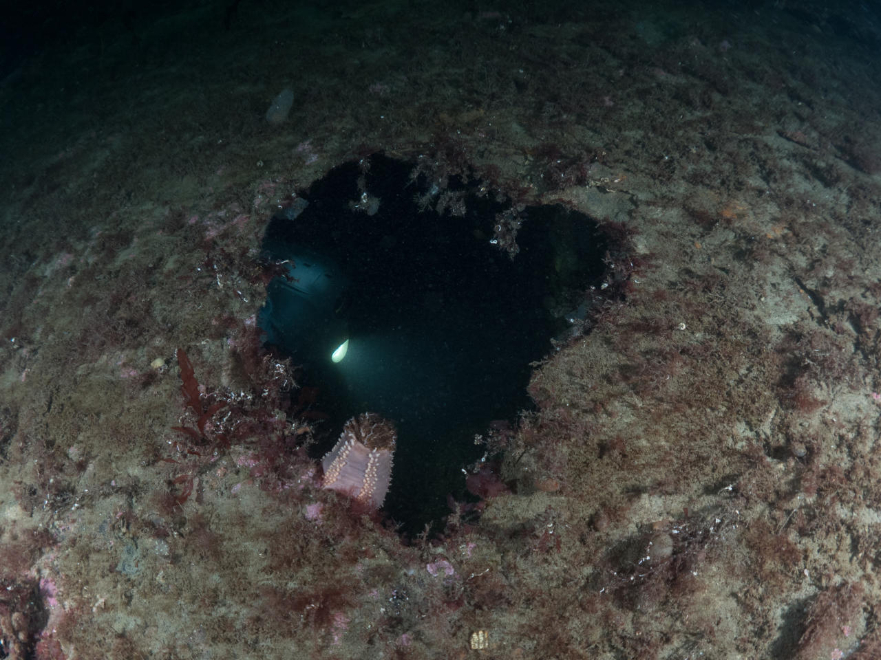 Blueye Pioneer exploring the inside of a shipwreck