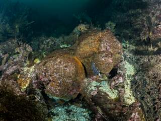 To kanoner sett bakfra