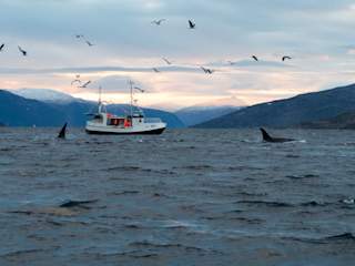 Orcas and humans sharing the rich fjords