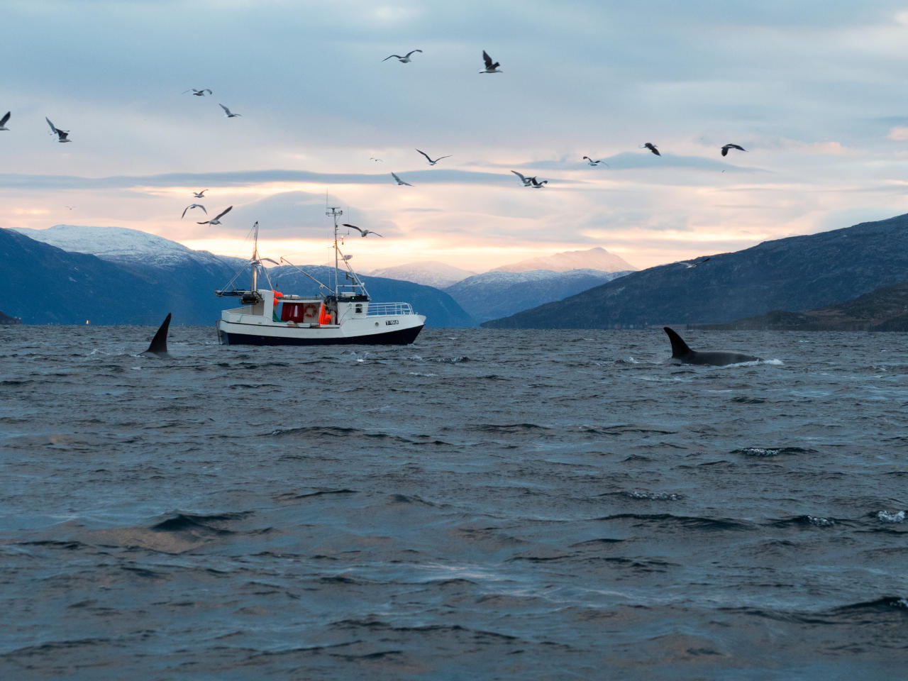 Orcas and humans sharing the rich fjords