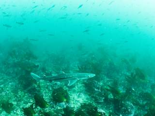 Spiny Dogfish (Squalus acanthias)
