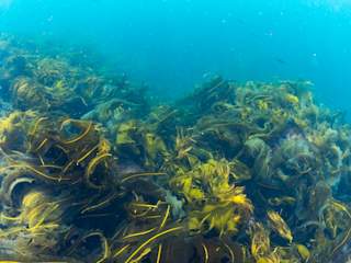 Large and healthy oarweed (Laminaria digitata) growing outside Stamsund