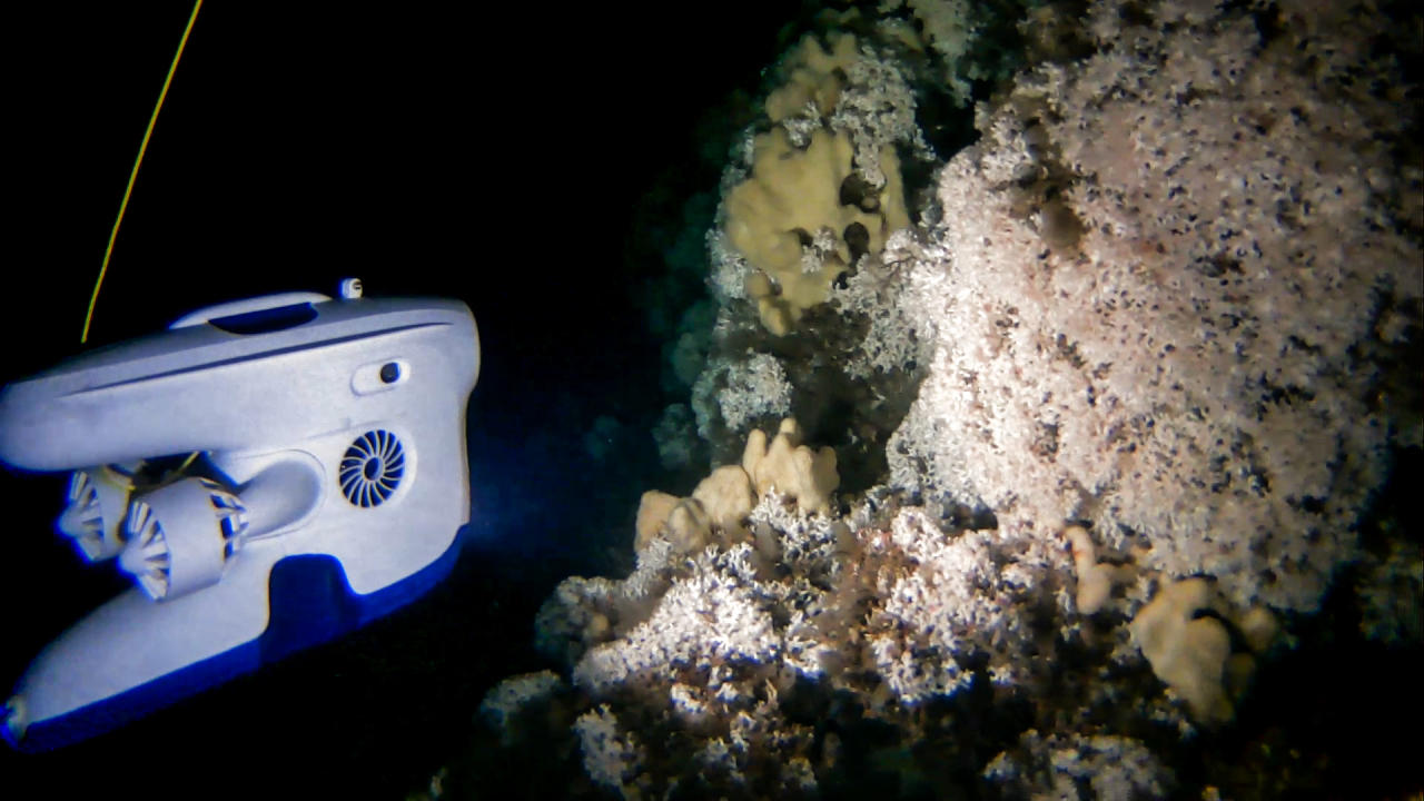 Sponges living on the coral reef