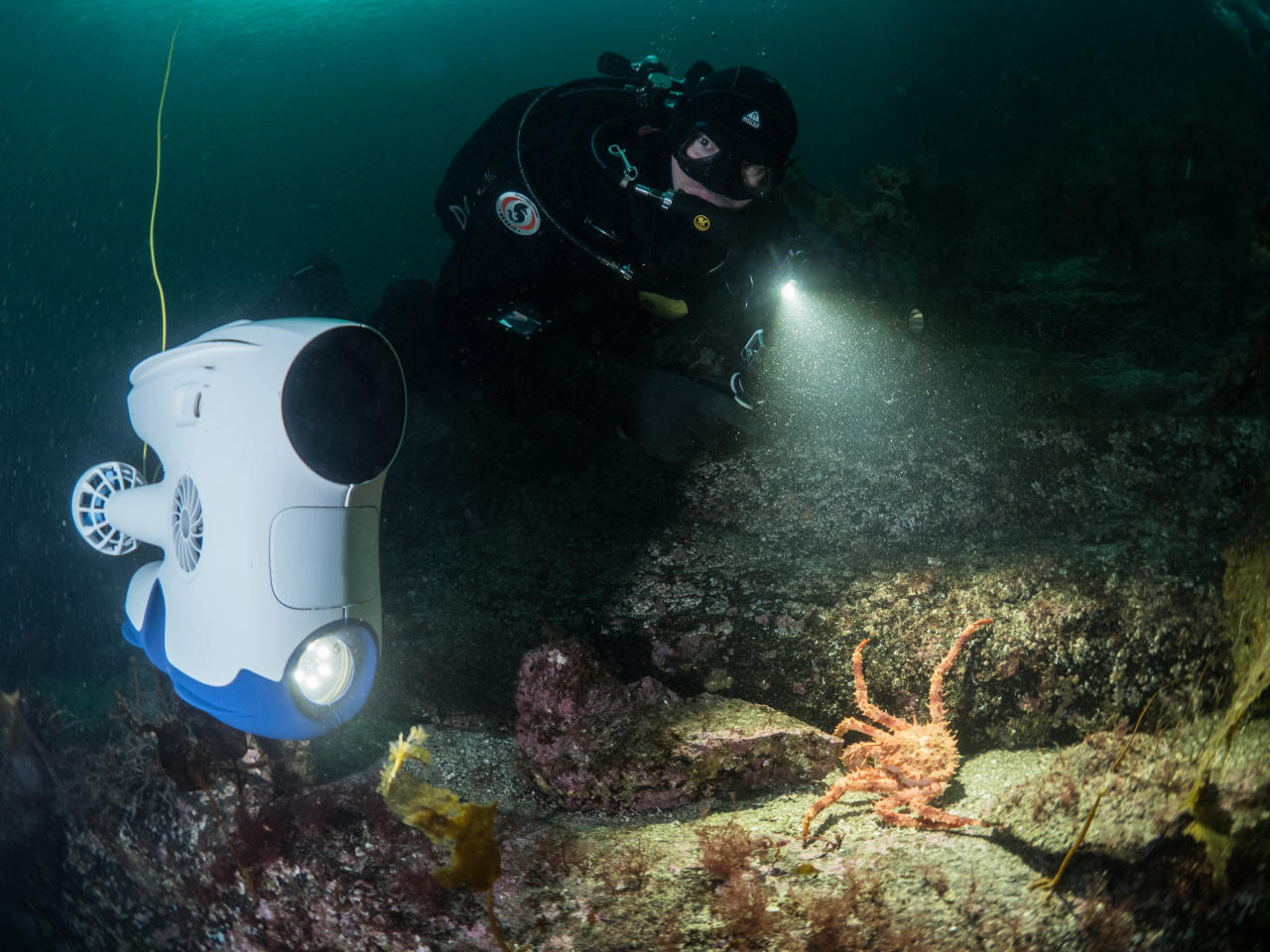 Blueye Pioneer and scuba diver looking at crab