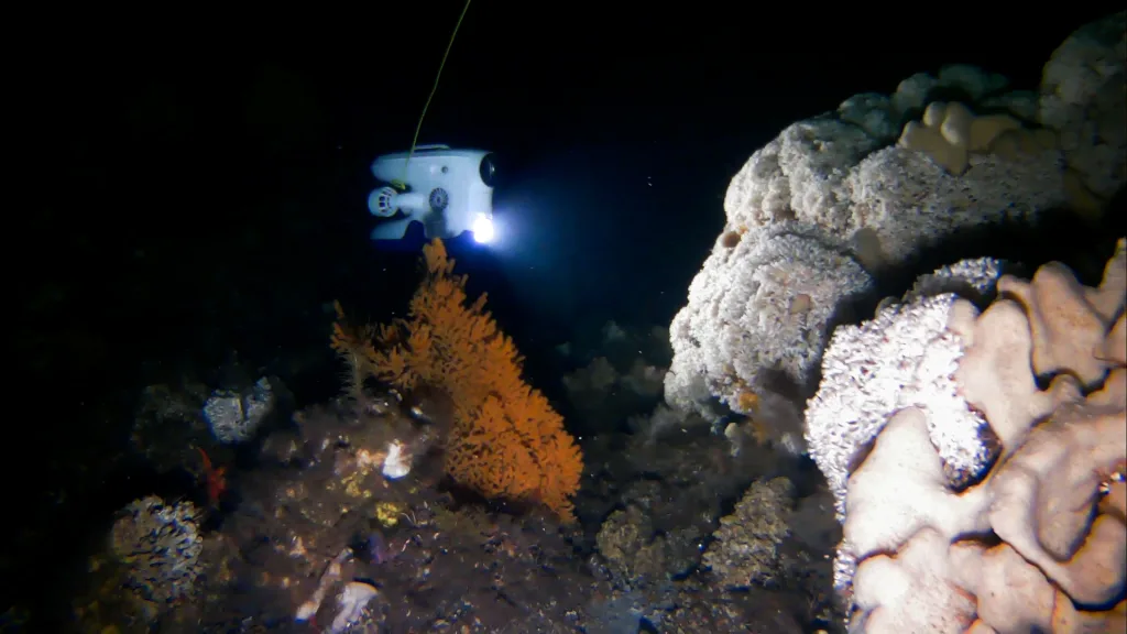 Lophelia pertusa reef to the right, soft fan coral Paramuricea placomus in the front.