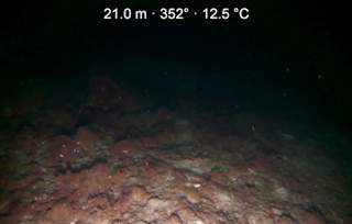 Looking at the seabed