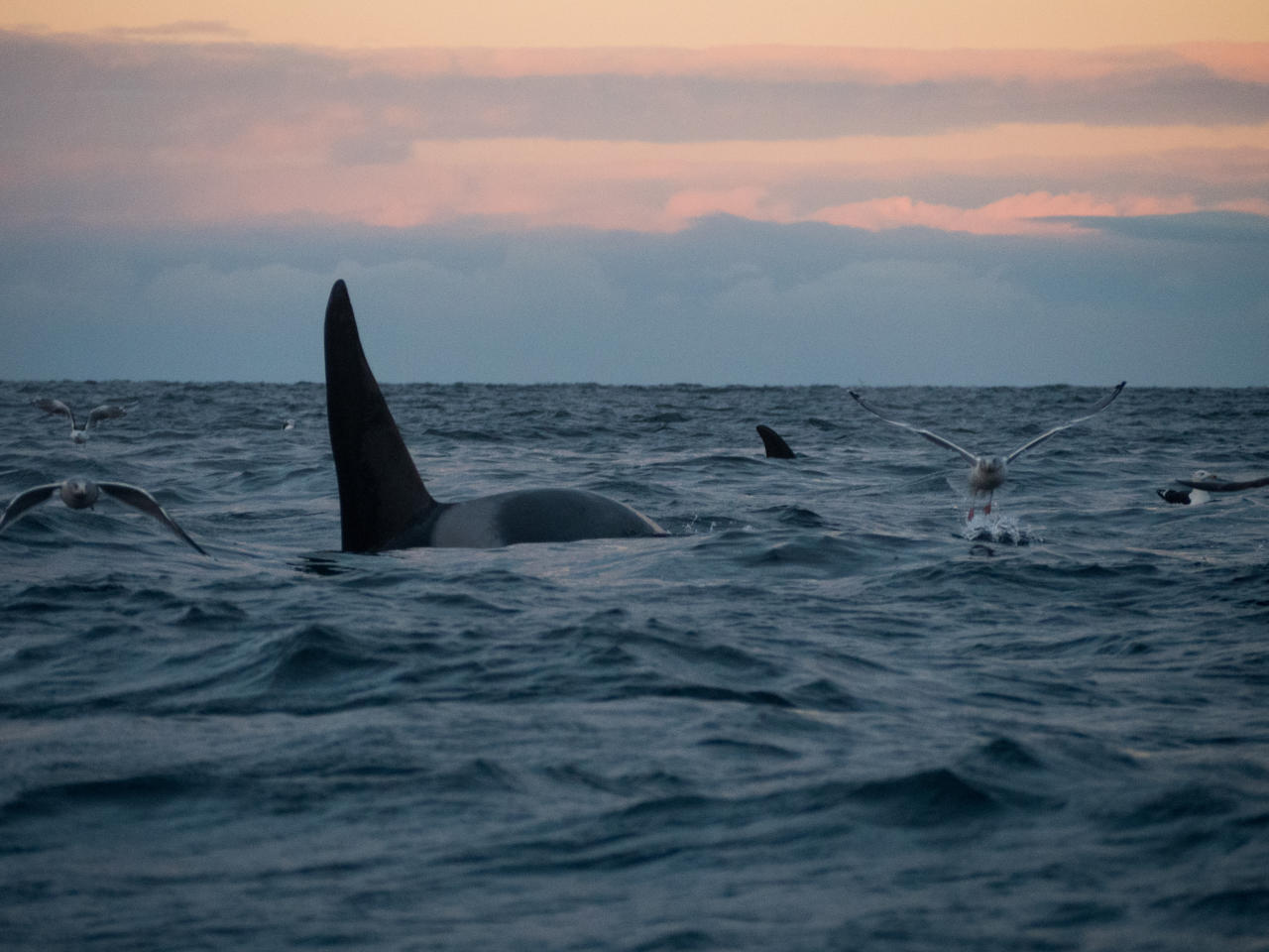 Large male orca in faint winter light