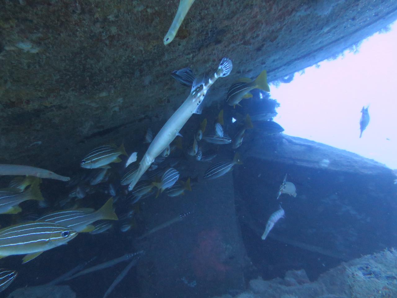 Trumpet Fish