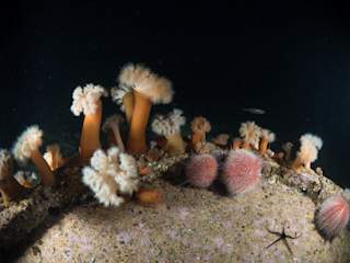 Sea urchins and anenomies at Kvenvær marina
