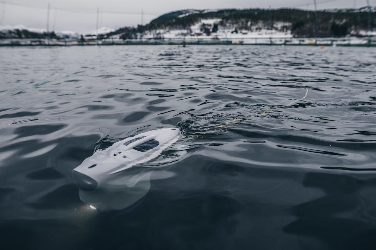 Blueye in the surface