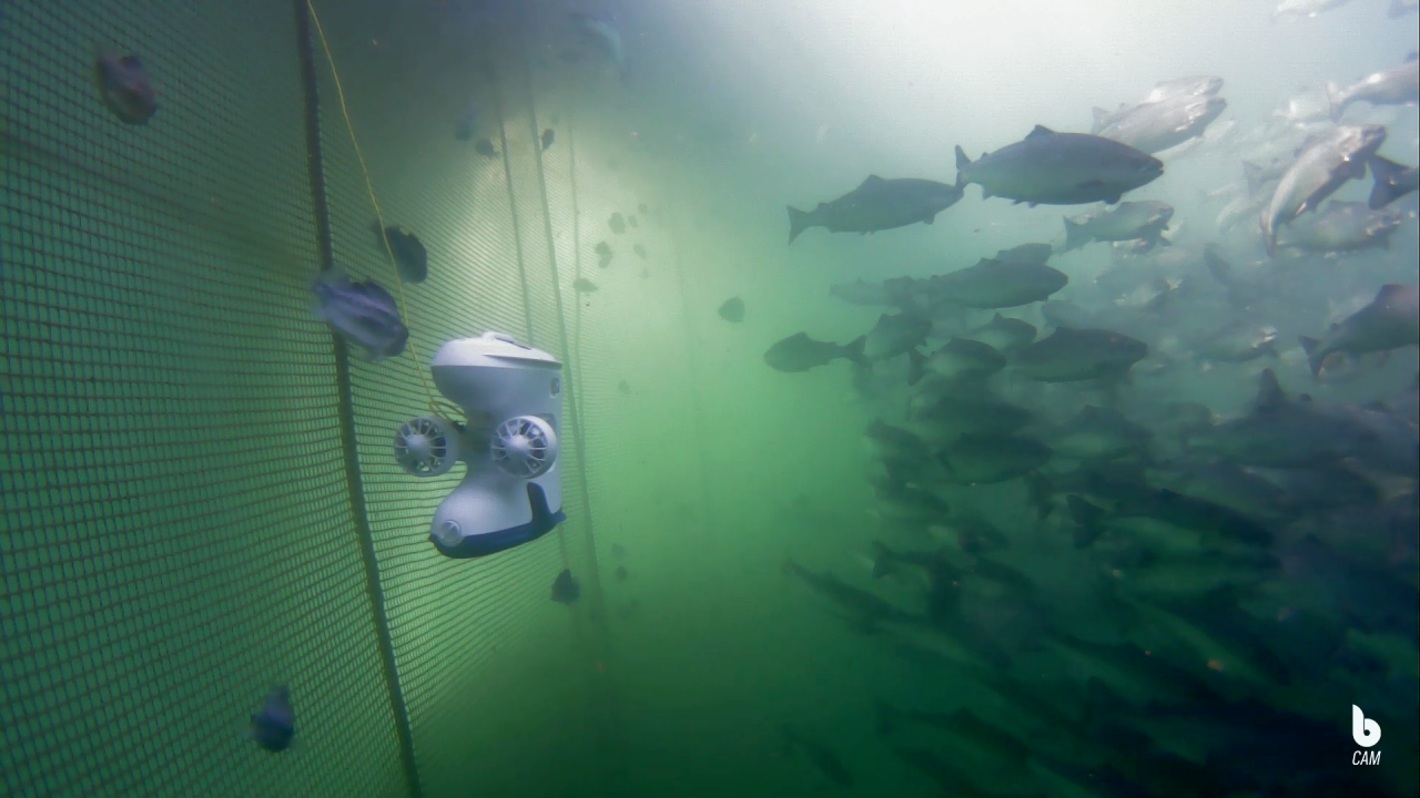 Blueye Pro drone diving in a fishpen in Norway