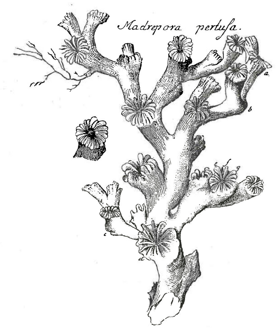 The first illustration of the species Lophelia pertusa, published by Gunnerus in 1768