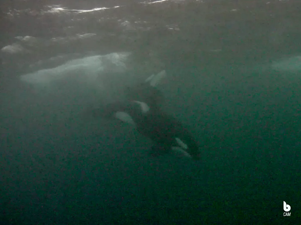 Whale safari with Brim Explorer