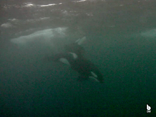 Brim Explorer - killer whales