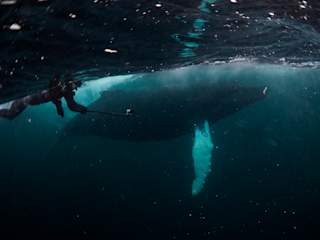 Jonas swimming next to large humpback whale