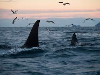 Male and female moving past while the seagulls try to snag a dead herring
