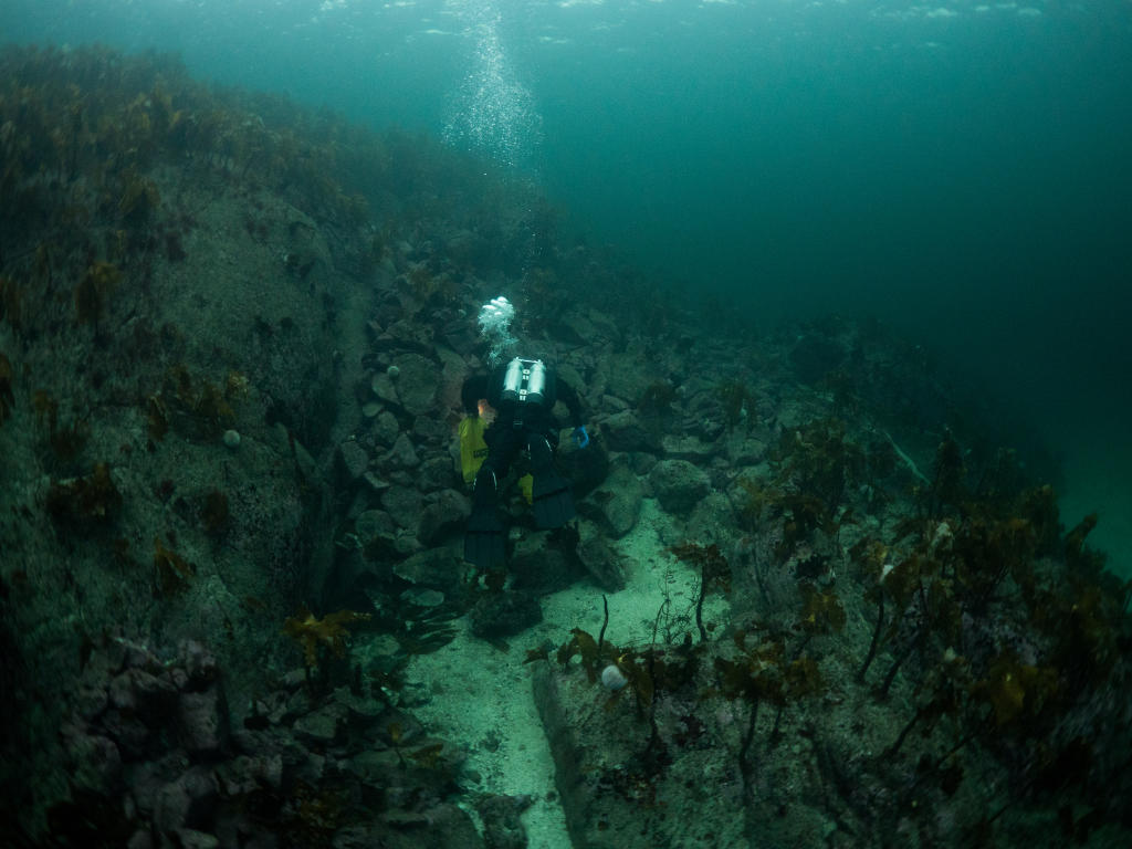 Scuba diver heading up after scallop dive at Hitra