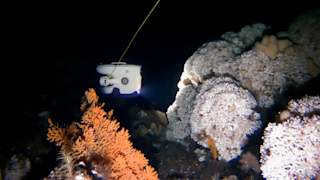Lophelia pertusa reef to the right, Paramuricea placomus in the front