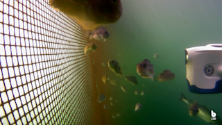 Blueye Drone in Fish Pen