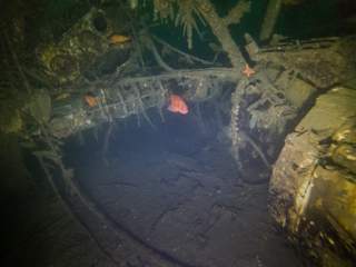 Venstre vinge sett forfra