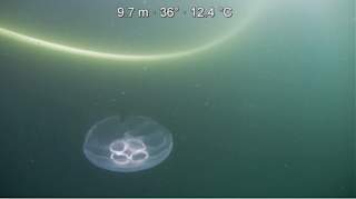 Moorings and jellyfish