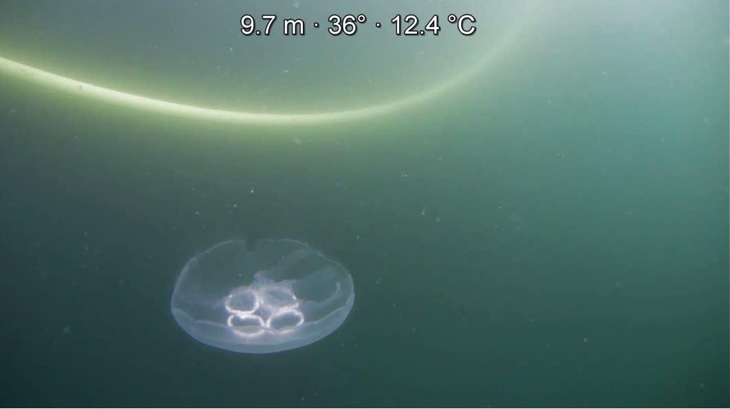 Moorings and jellyfish