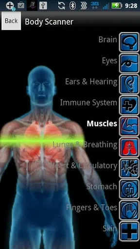 App interface showing a semi-transparent human figure. Highlighted muscles are in red, with labelled body systems (for example, Immune System, Muscles and Stomach) on the right.