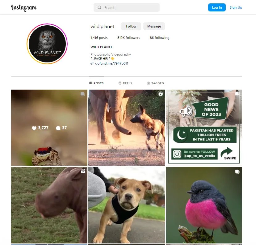 wild animals instagram