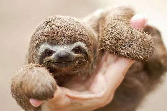 baby sloth