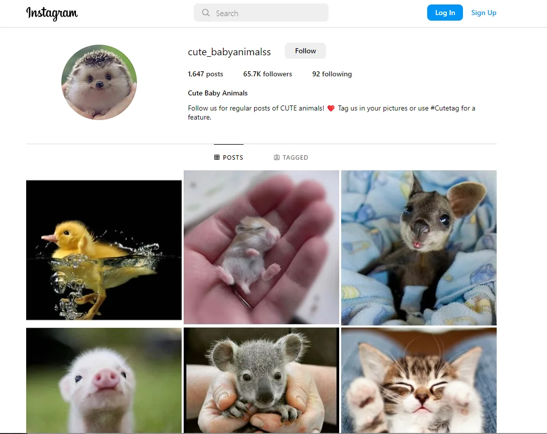 cute babyanimalss instagram