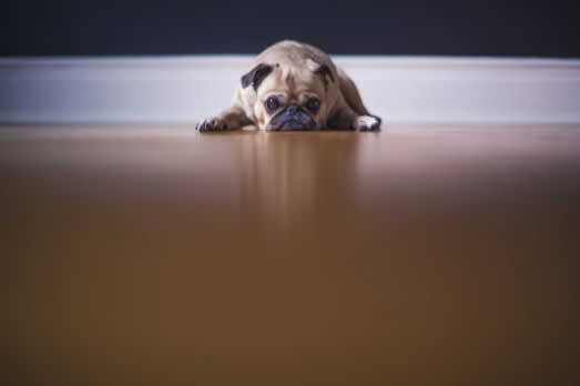 a sad pug dog laying on the floor