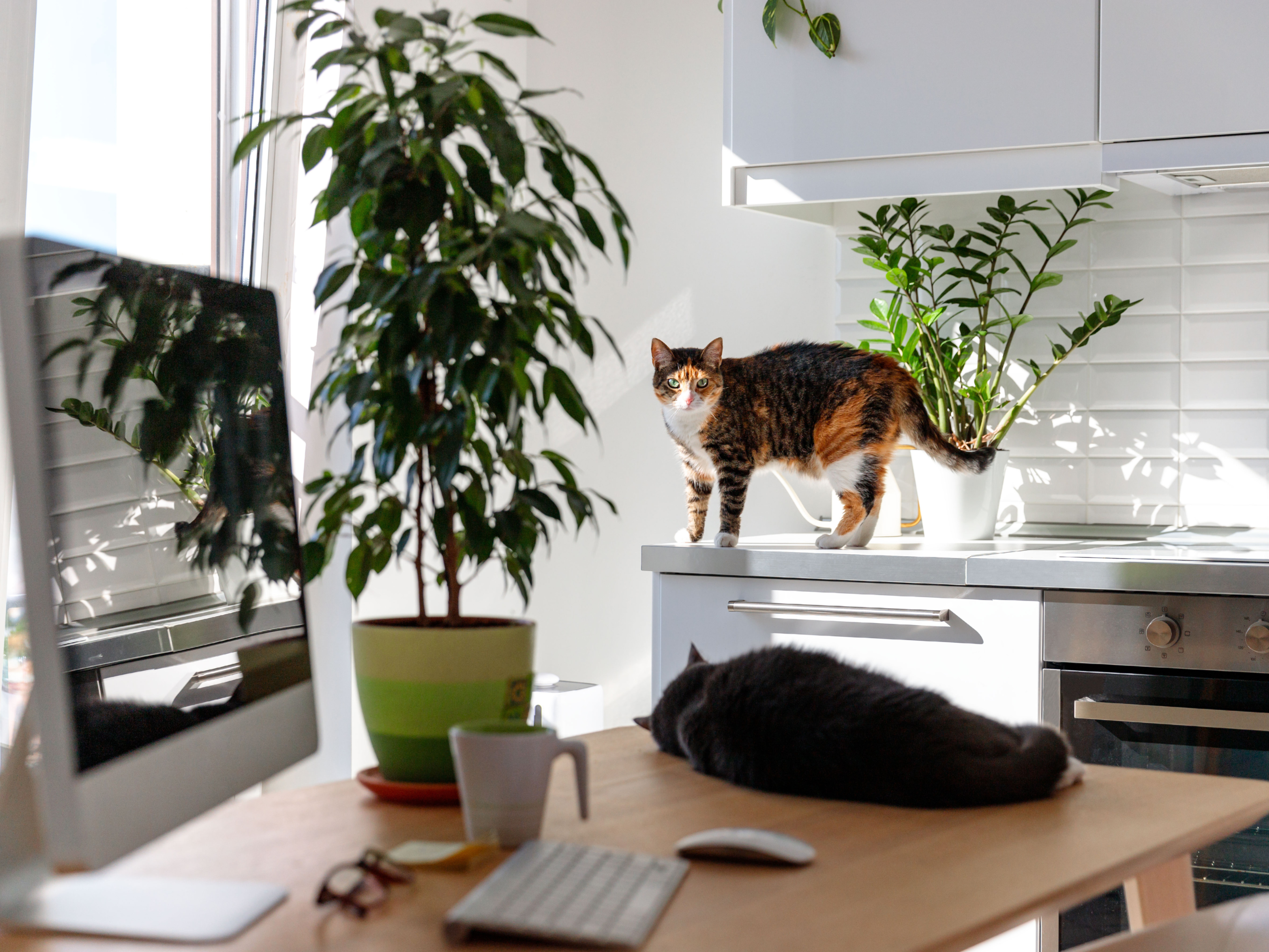 Kann Ein Vermieter Katzen Verbieten