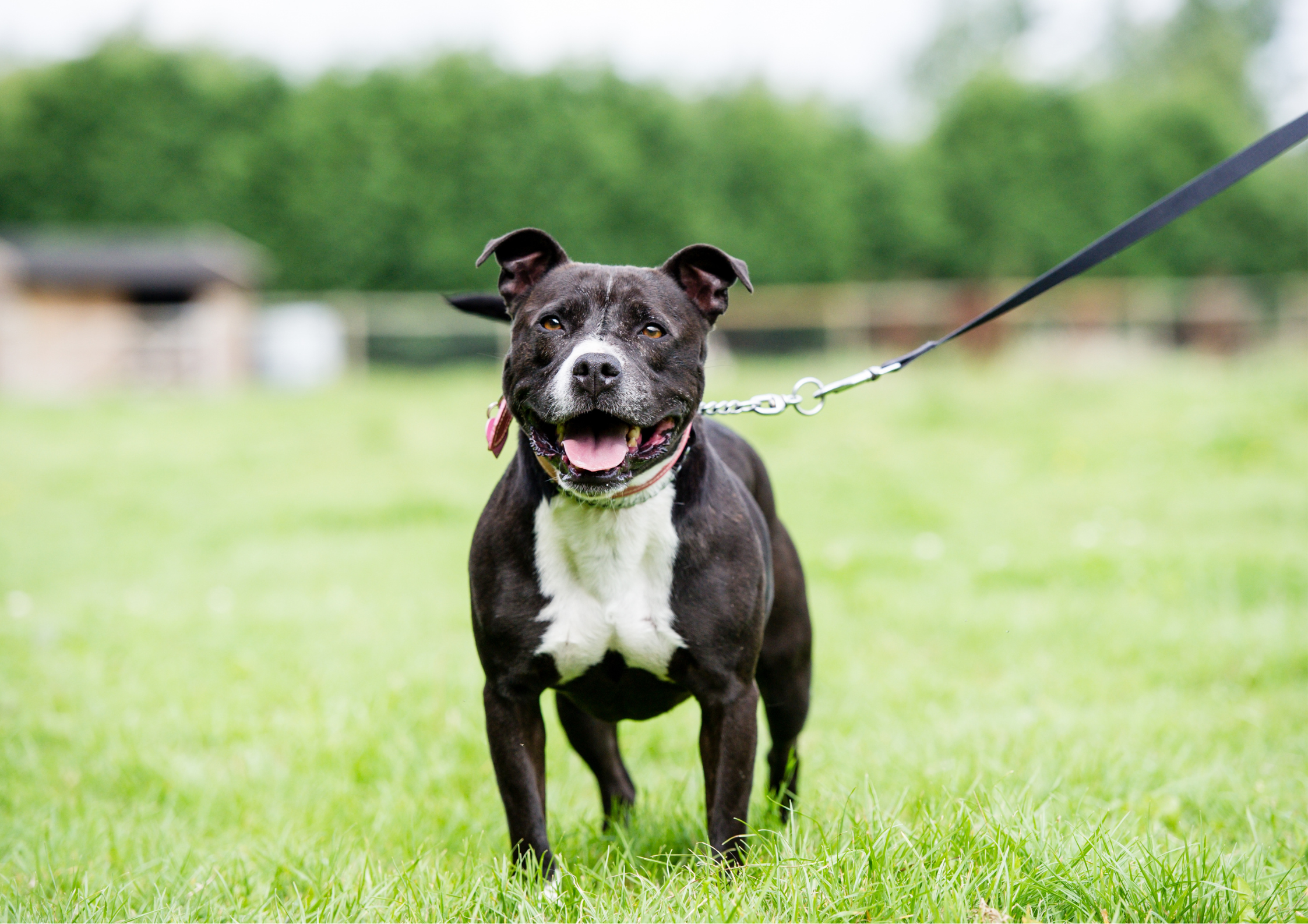 How to transport and live with your pets in Italy