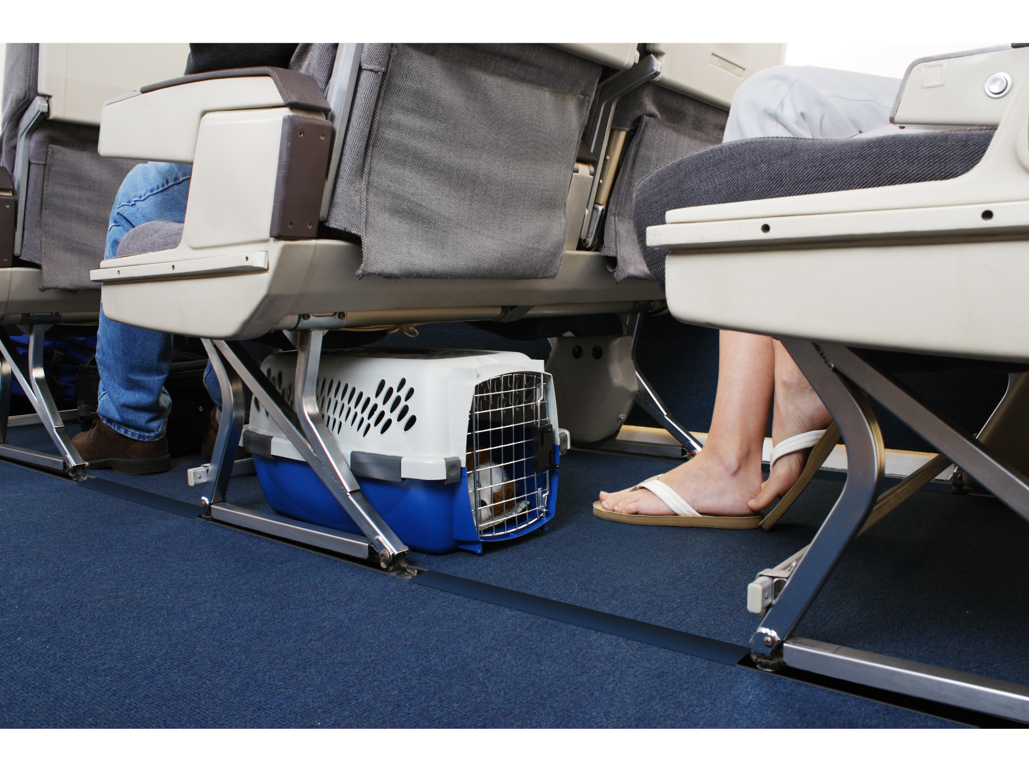 Moving to Spain with your pet