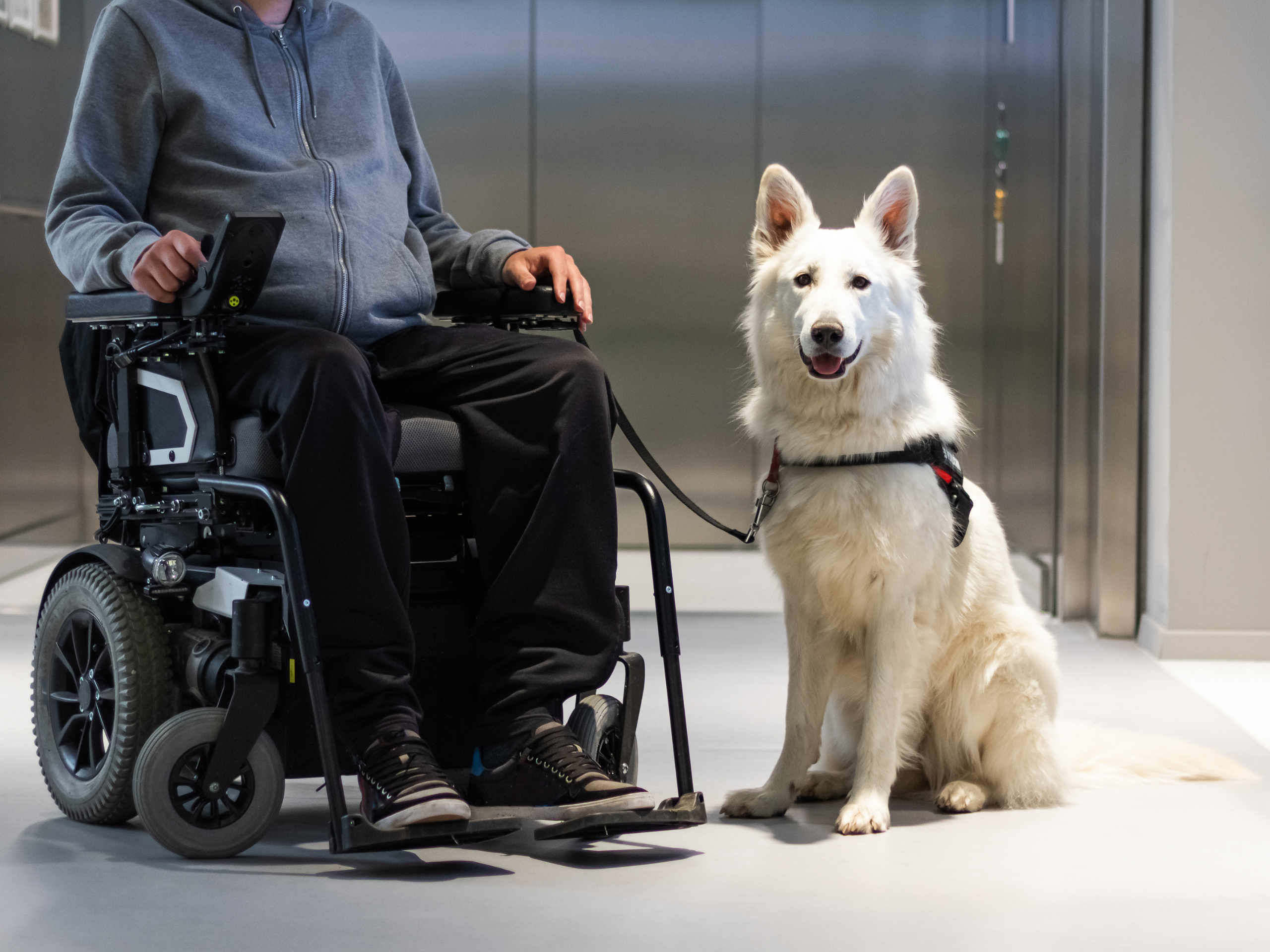 What are California’s pet laws for renters?