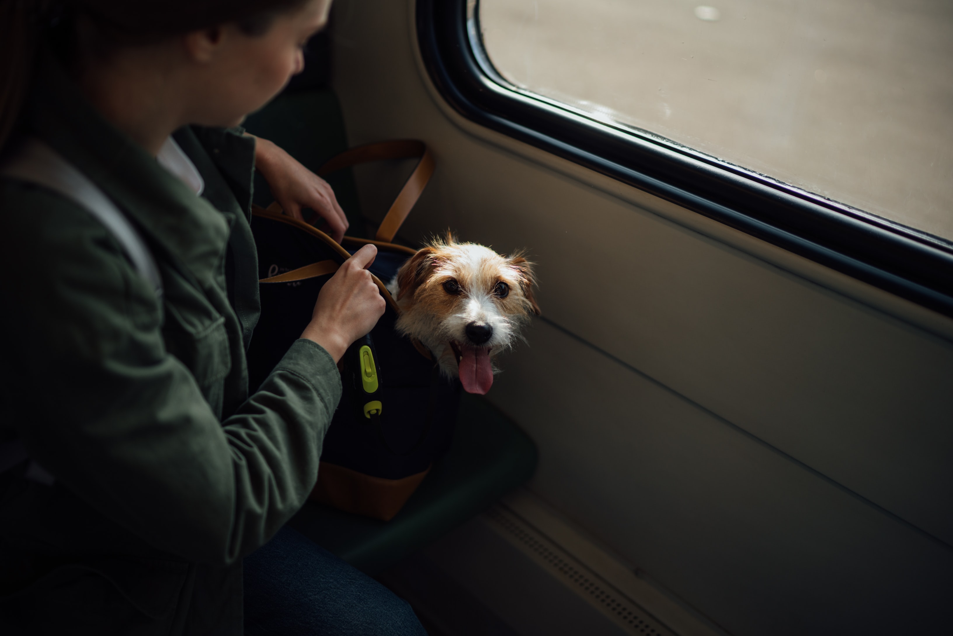 Shipping a dog to best sale another state