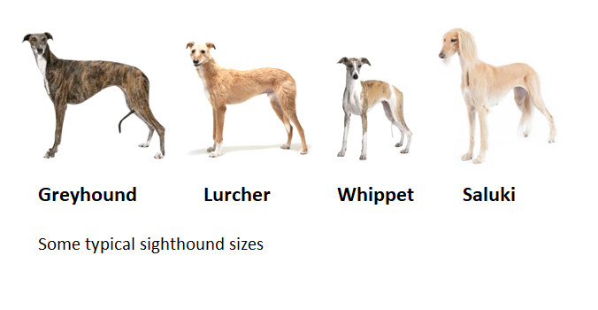 sighthounds