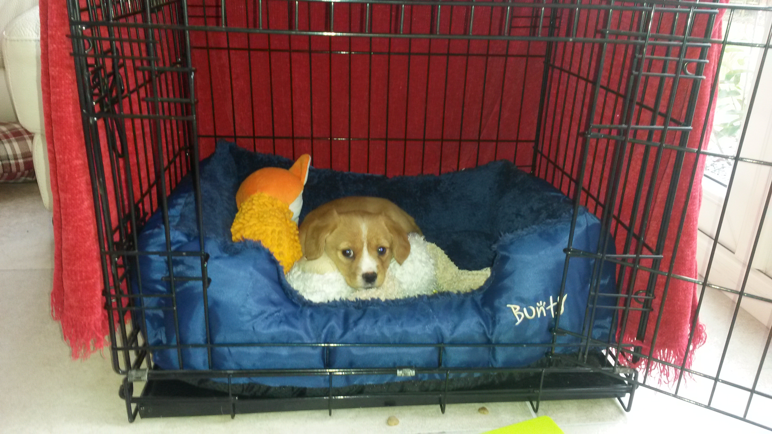 Foster Puppy in Crate