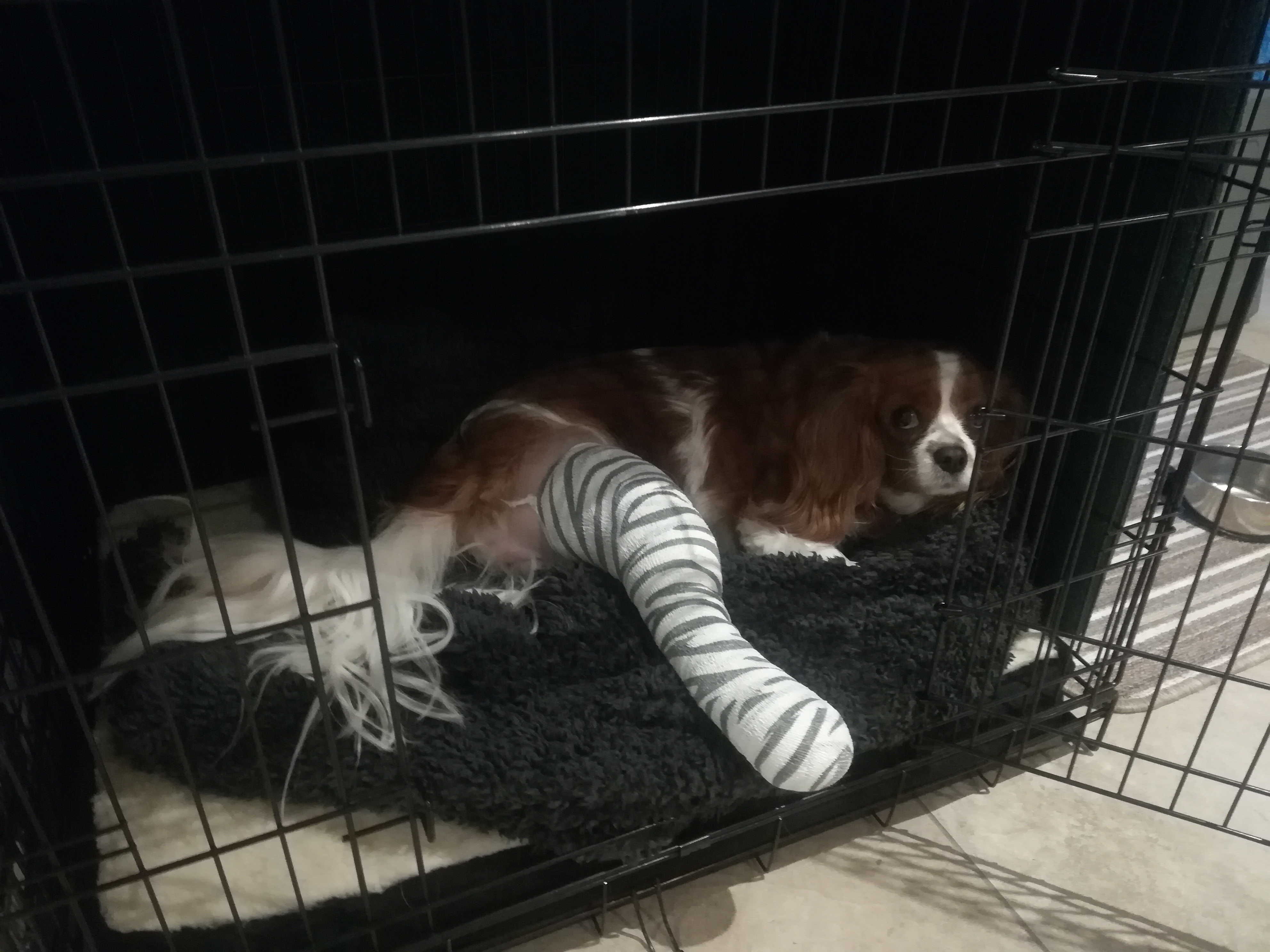 Sick Dog Broken Leg. Crate Rest