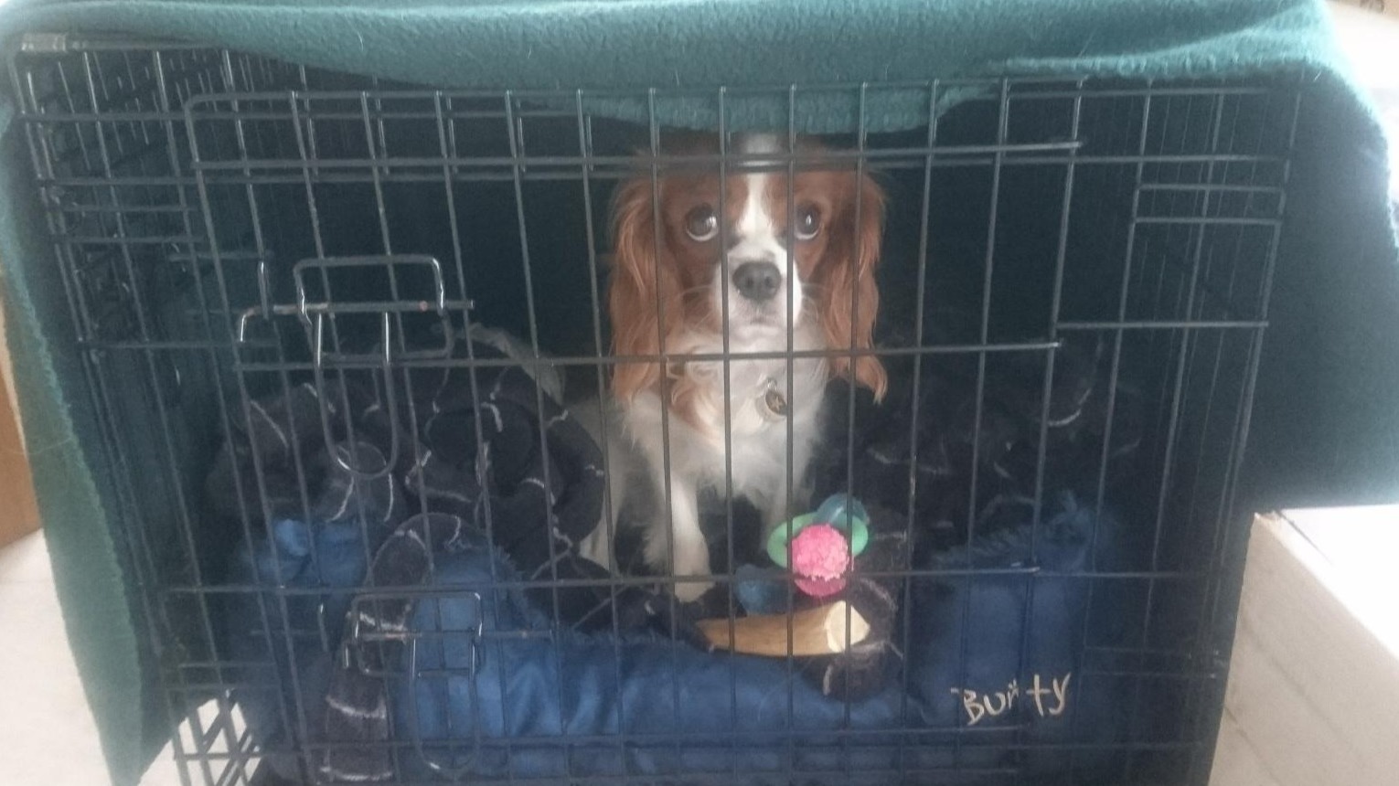 Cavalier dog in crate