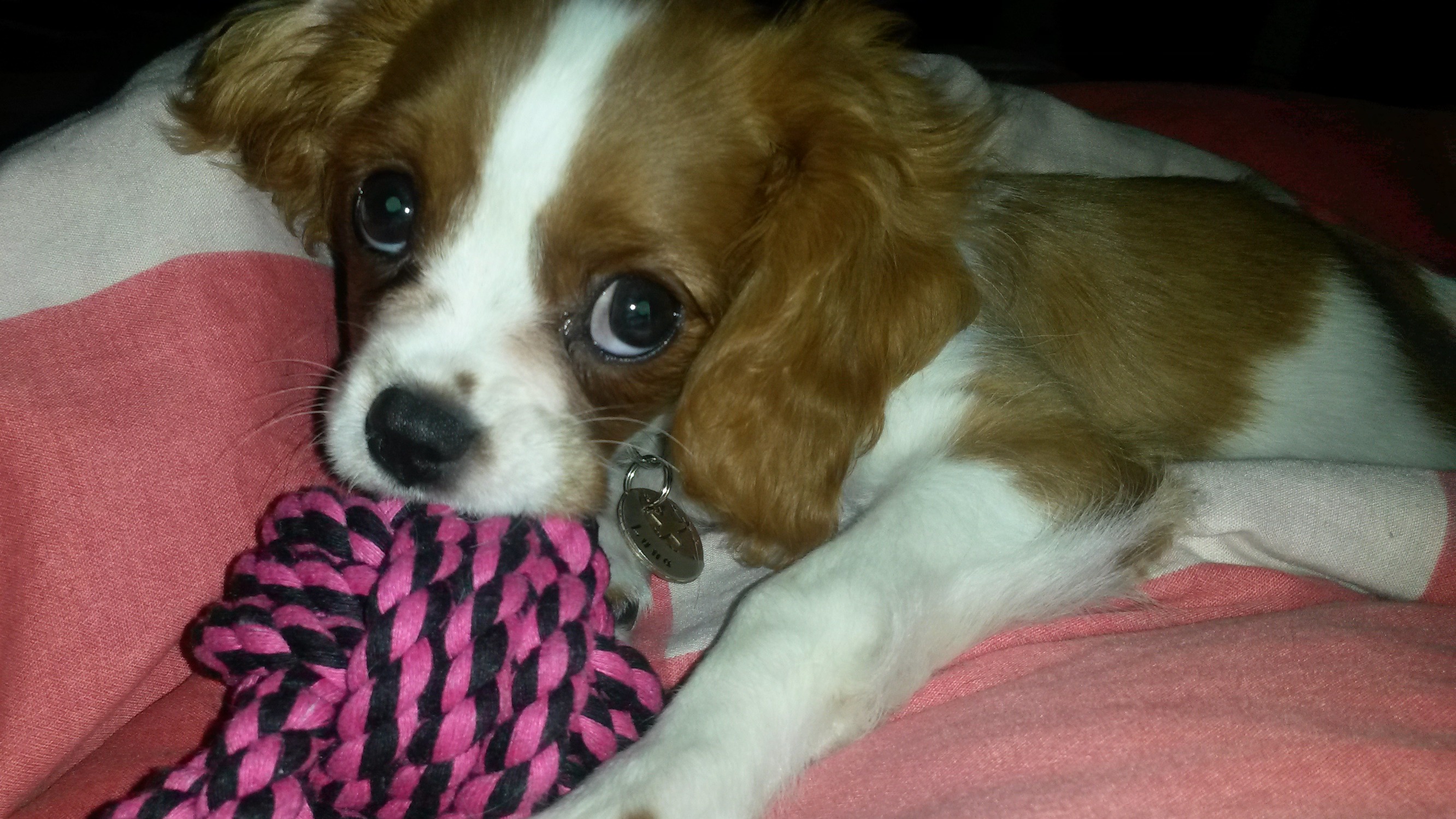 Puppy King Charles Cavalier, Luna with Toy