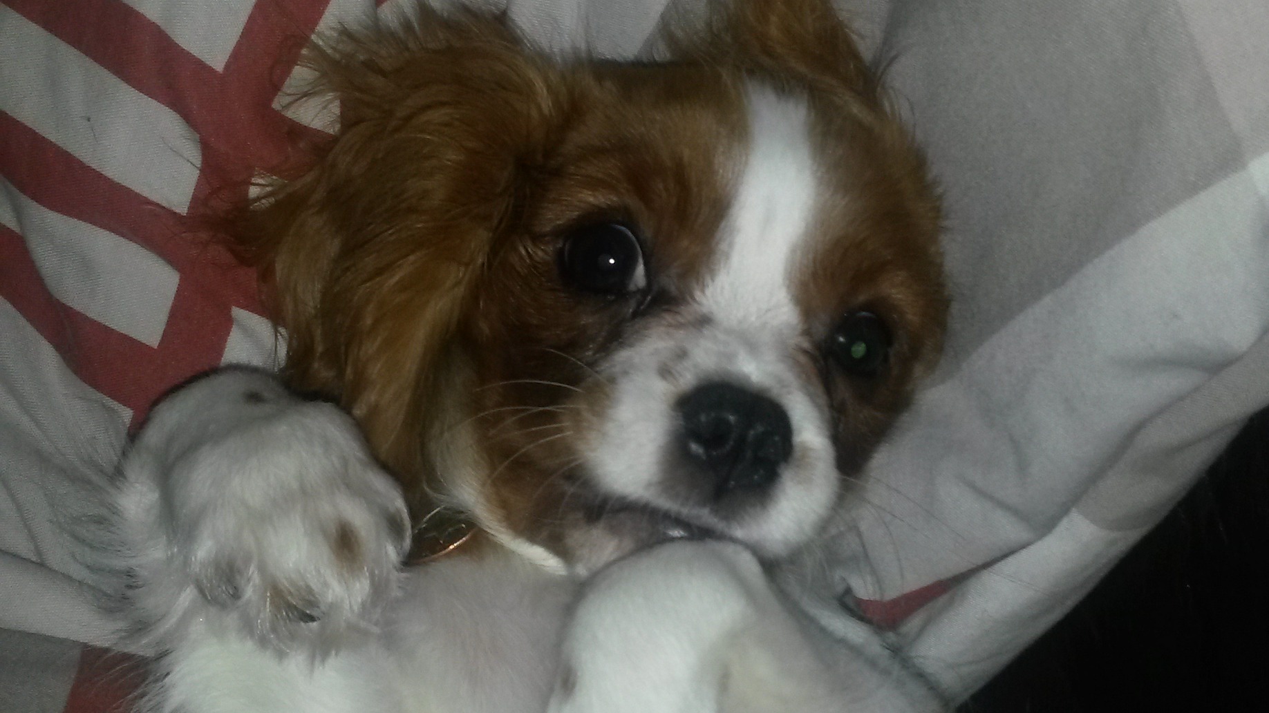 Puppy King Charles Cavalier Luna from Belfast