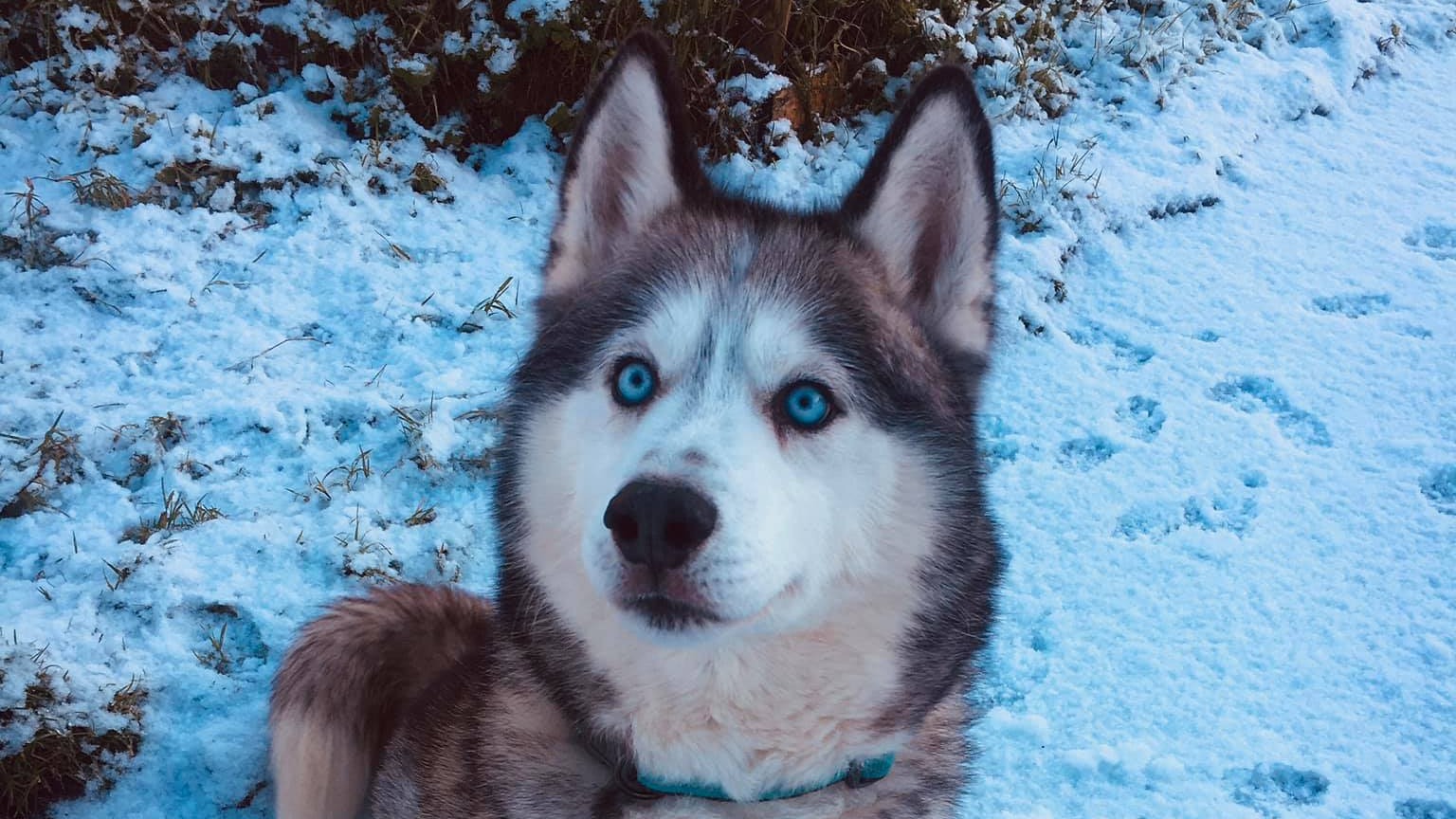 Husky in Snow