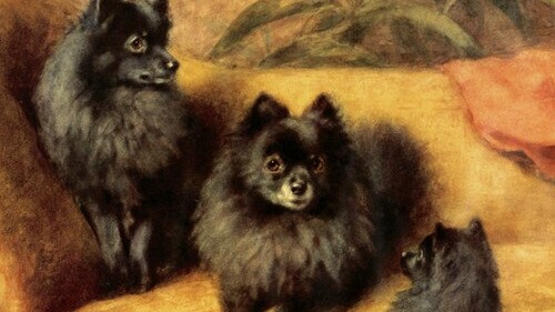 Pomeranian