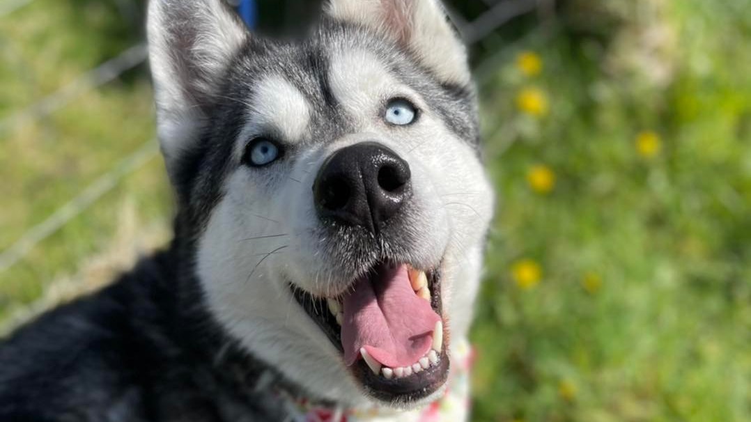 Husky Dog