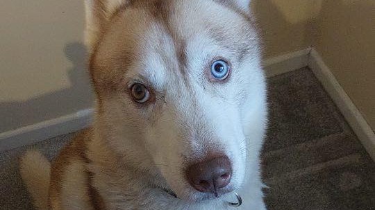Husky up for rehoming